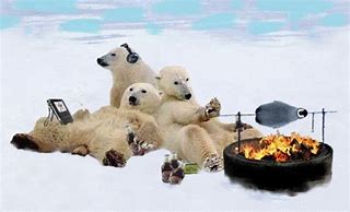 Image result for Meme Polar Bear in Snow