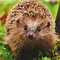 Image result for British Hedgehog
