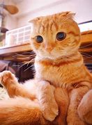 Image result for Orange Cat Funny Side Eye Meme