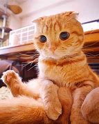 Image result for Funny Orange Cat Hair Cuts