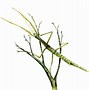 Image result for Stick Insect Size