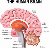 Image result for Human Body Brain