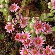 Image result for Sempervivum Silberkarneol