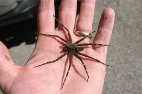 Image result for Biggest House Spider UK