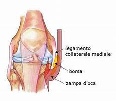 dolore parte interna ginocchio sinistro borsite della za d oca articolo da quot fisioterapista dolore parte interna ginocchio sinistro borsite della za d oca articolo da quot fisioterapista