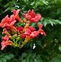 Image result for Trumpet Vine