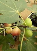 Image result for Fig Fruit in Malay
