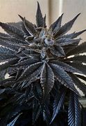 Image result for Black Weed Grower