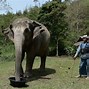 Image result for Elephant Dung Coffee