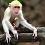 Image result for Albino Monkey Planet of the Apes