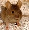 Image result for Yellow Mouse