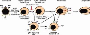 Image result for Switched Memory B Cells