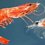 Image result for What Fish Eat Shrimp