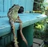 Image result for Frog Sitting Like Human