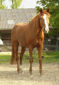 Image result for Horse From Front View