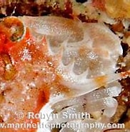 Afbeeldingsresultaten voor "portunus Macrophthalmus". Grootte: 182 x 141. Bron: www.marinelifephotography.com