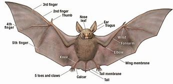Image result for Bat Anatomy Illustration