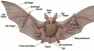 Image result for Bat Body Parts