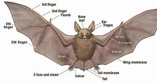 Image result for Bat Anatomy Wallpaper