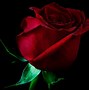 Image result for Dark Red Roses Black Background