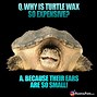 Image result for Tortoise Jokes