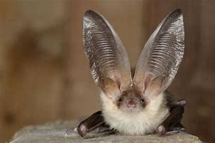 Image result for Cute Fluffy Bat Albino