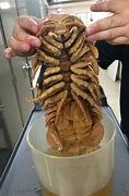 Image result for Giant Isopod Mummified
