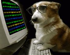 Image result for Dog Typing On Keyboard