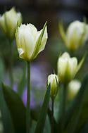 Image result for Tulipa viridiflora Spring Green