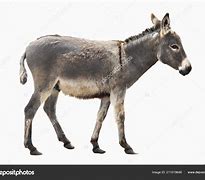 Image result for Donkey Images with White Background