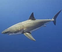 Image result for Great White No Water