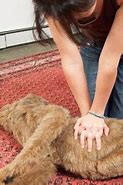 Image result for Recover Veterinary CPR