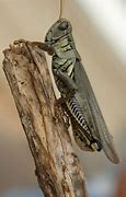 Image result for Cricket Home Animal