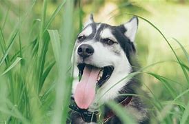 Image result for Dog Tongue Grass Background