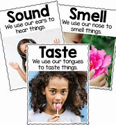 Image result for Preschool 5 Senses Poster