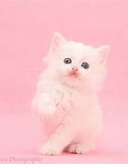 Image result for Pastel Pink Cat Wallpaper