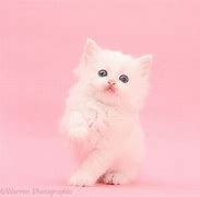 Image result for Pink Cat iPhone 5