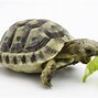 Image result for Animals Starting with Letter T