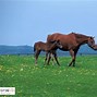 Image result for Top 20 Horse Breeds