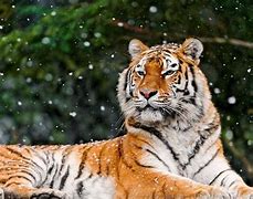 Image result for Mammals Pic