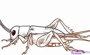 Image result for Cricket Insect Sketch