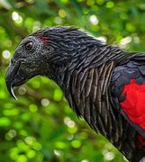 Image result for Gothic Bird