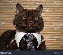 Image result for Cat Boss PFP