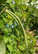 Image result for Yard Long Beans