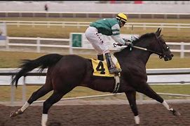 Image result for Alberta Thoroughbred Racing