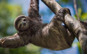 Image result for Smiley Sloth