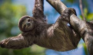 Image result for Purple Sloth Wallpaper