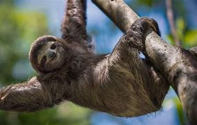 Image result for Galaxy Sloth