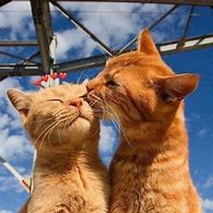 Image result for Kitten Couple