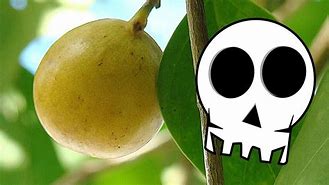 Image result for Manchineel Fruit Aka Little Apple of Death